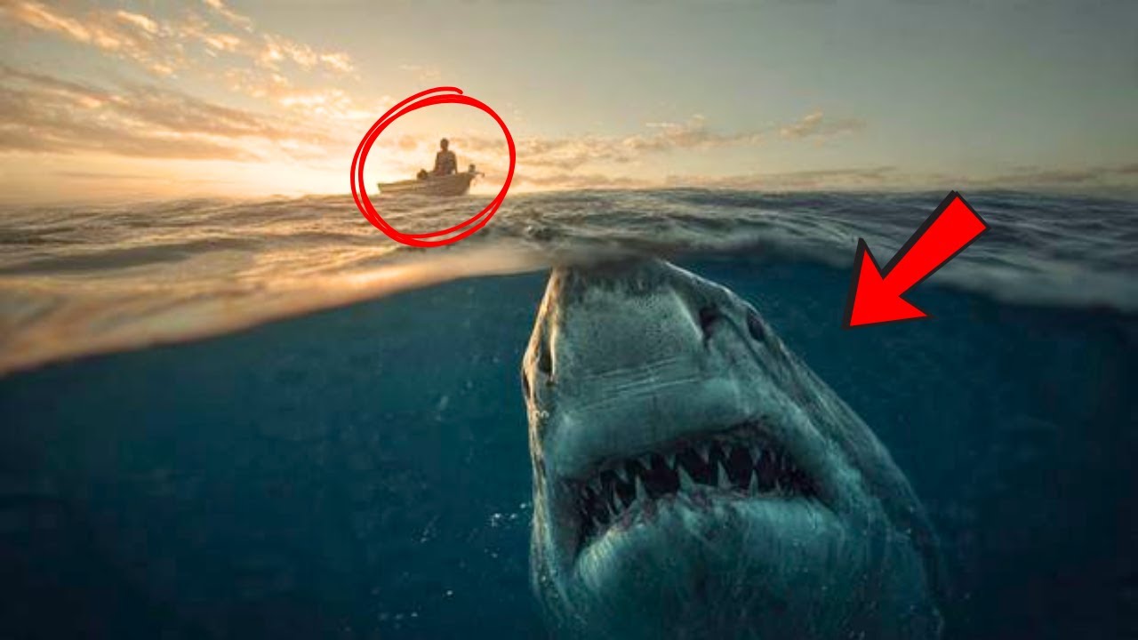 4 Day Shark Attack 900 Men Only 316 Make It