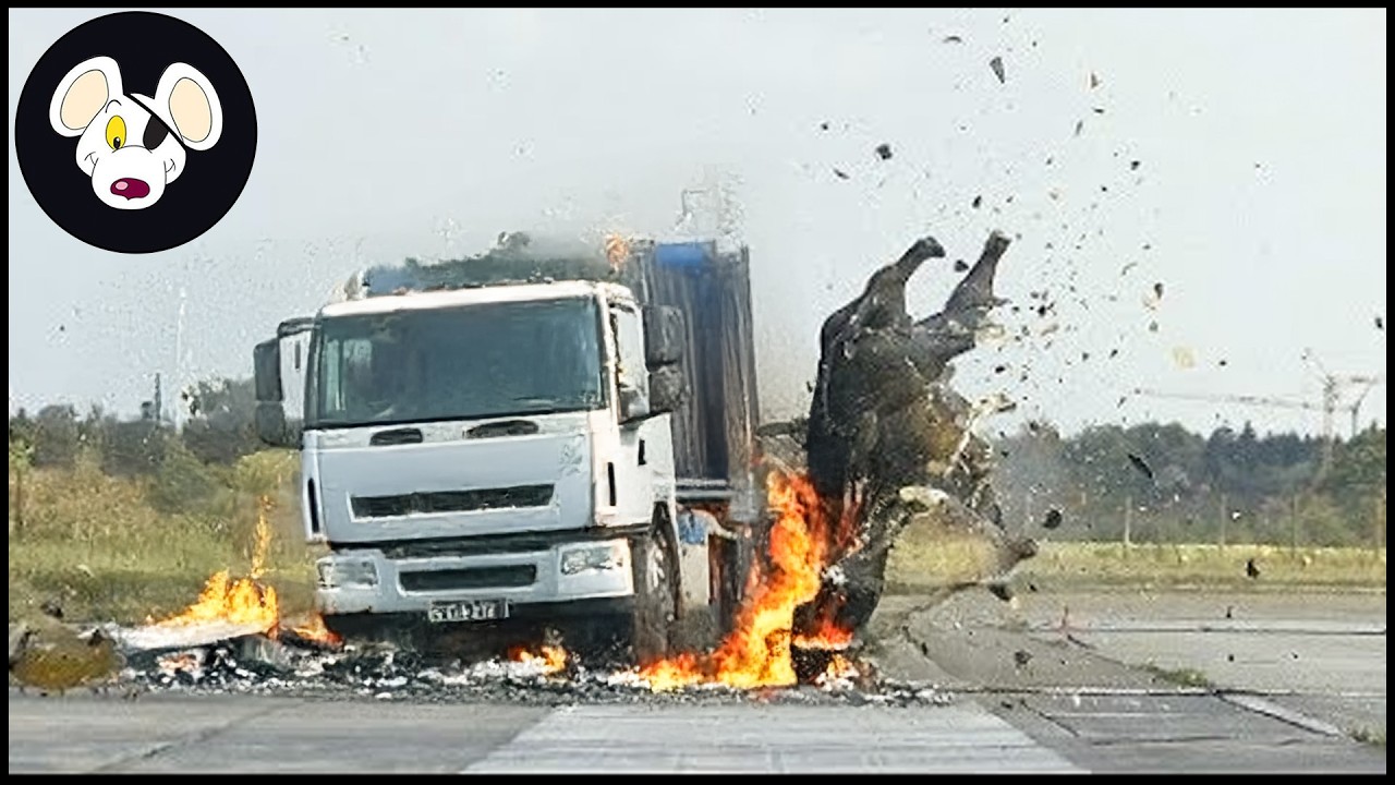 20 Terrifying Moments Of Invasive Animals Colliding With Trains And Trucks On Christmas