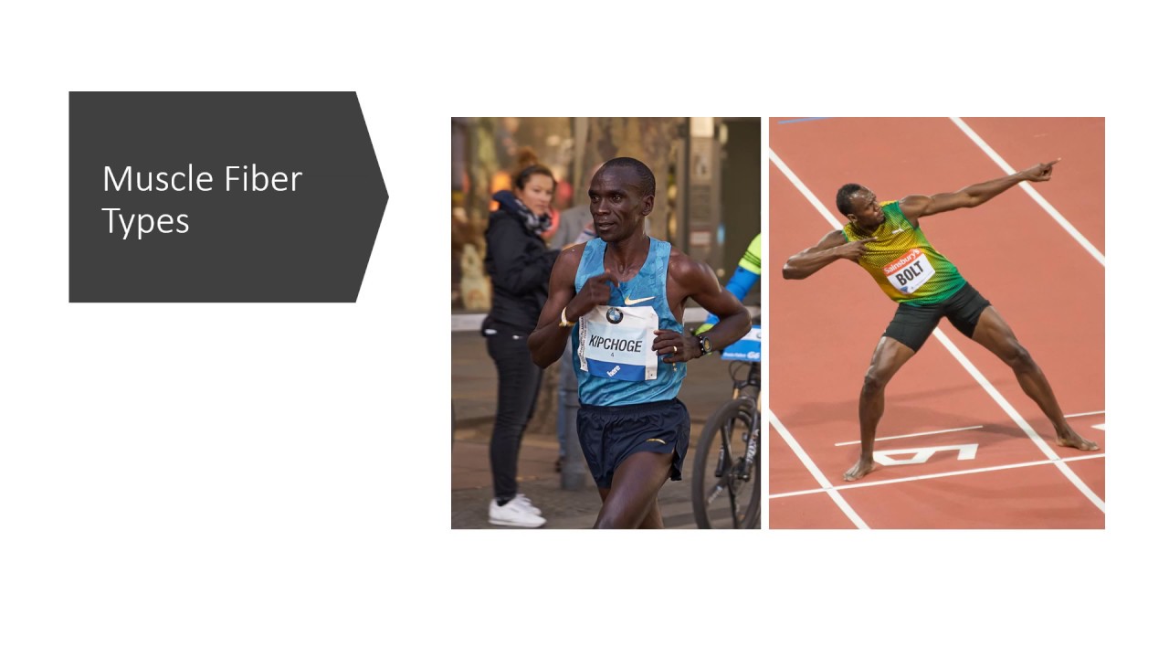 Exercise Physiology Crash Course - Muscle Fiber Types