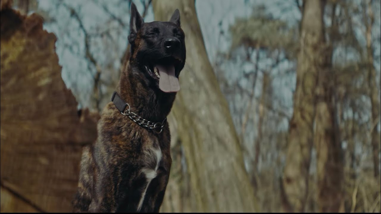 Anamorphic Nature Cinematic | Sony FX3 + Blazar Talon #sonyfx3#anamorphic#cinematicvideo#blazartalon
