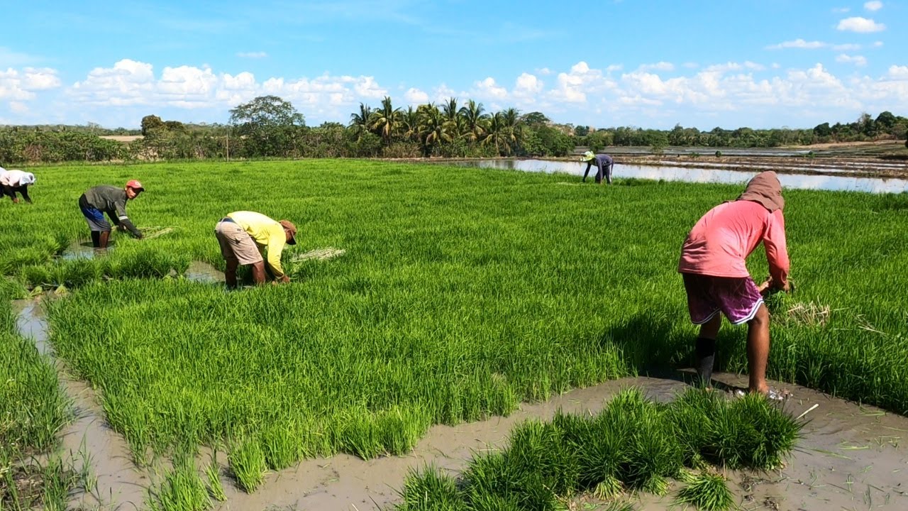 RICE FARMING IN THE PHILIPPINES (FULL VIDEO)