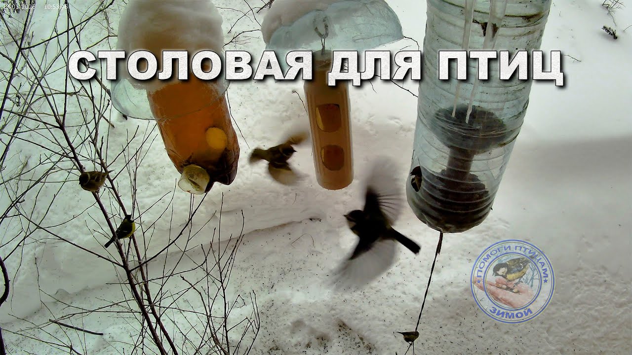 Кормушка для птиц 19 января 2026 года (04)