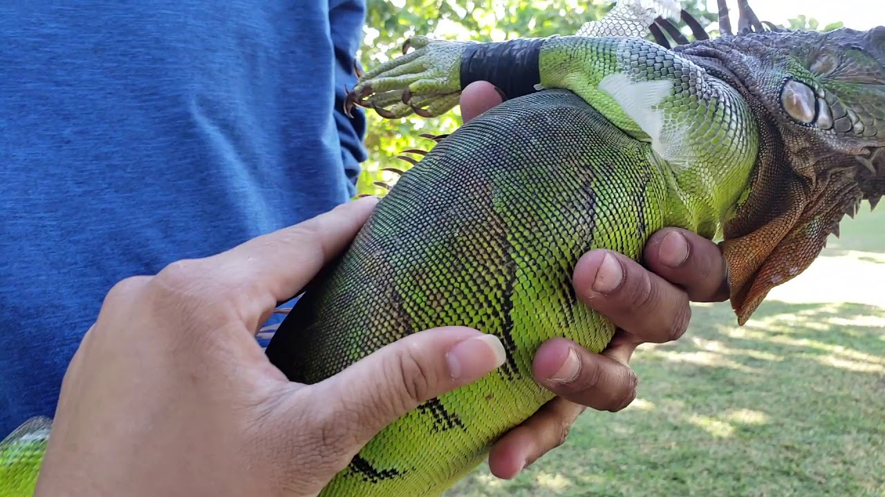 10 Iguanas TEN Minute CHALLENGE !!!