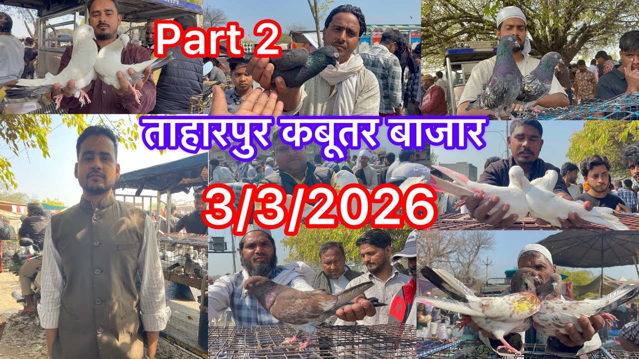 Part 2 ताहारपुर कबूतर बाजार Taharpur Kabootar market 3/3/2026 