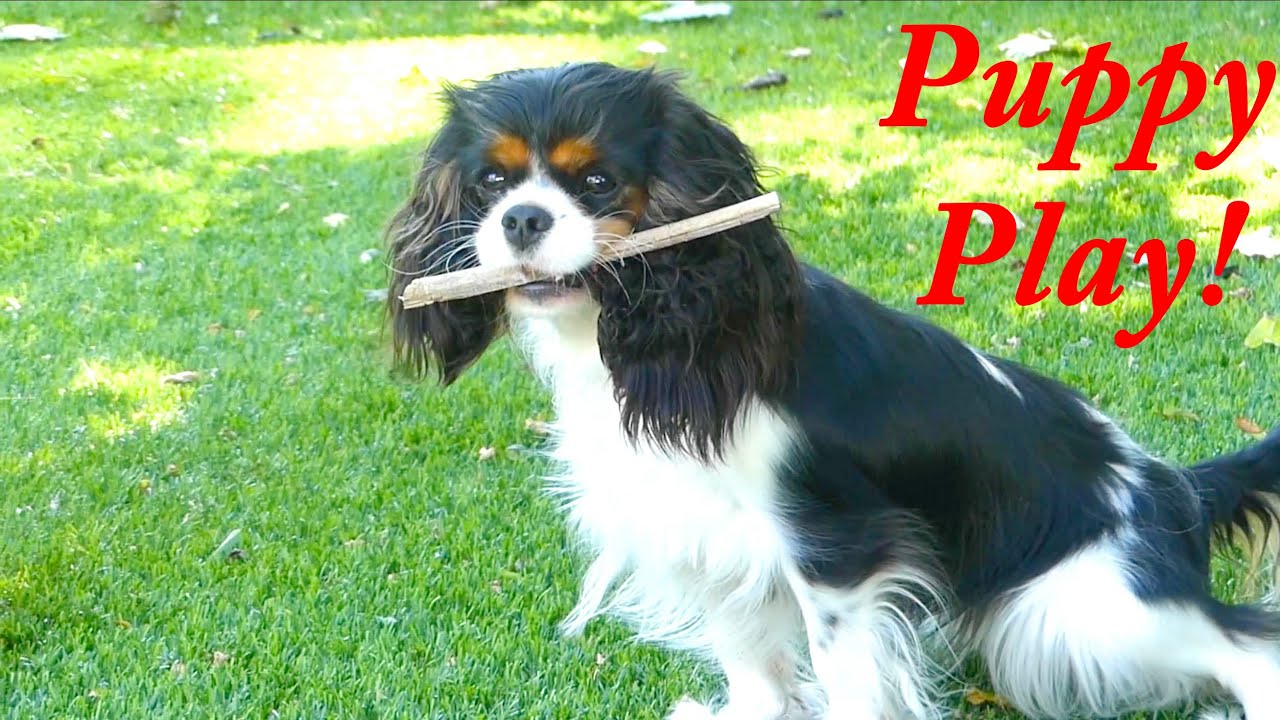 Jamba, Apple, and Bella: Puppy Play!