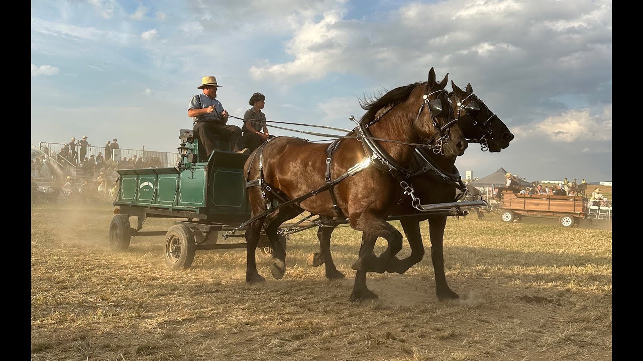 Выставка пород Horse Progress Days 2024