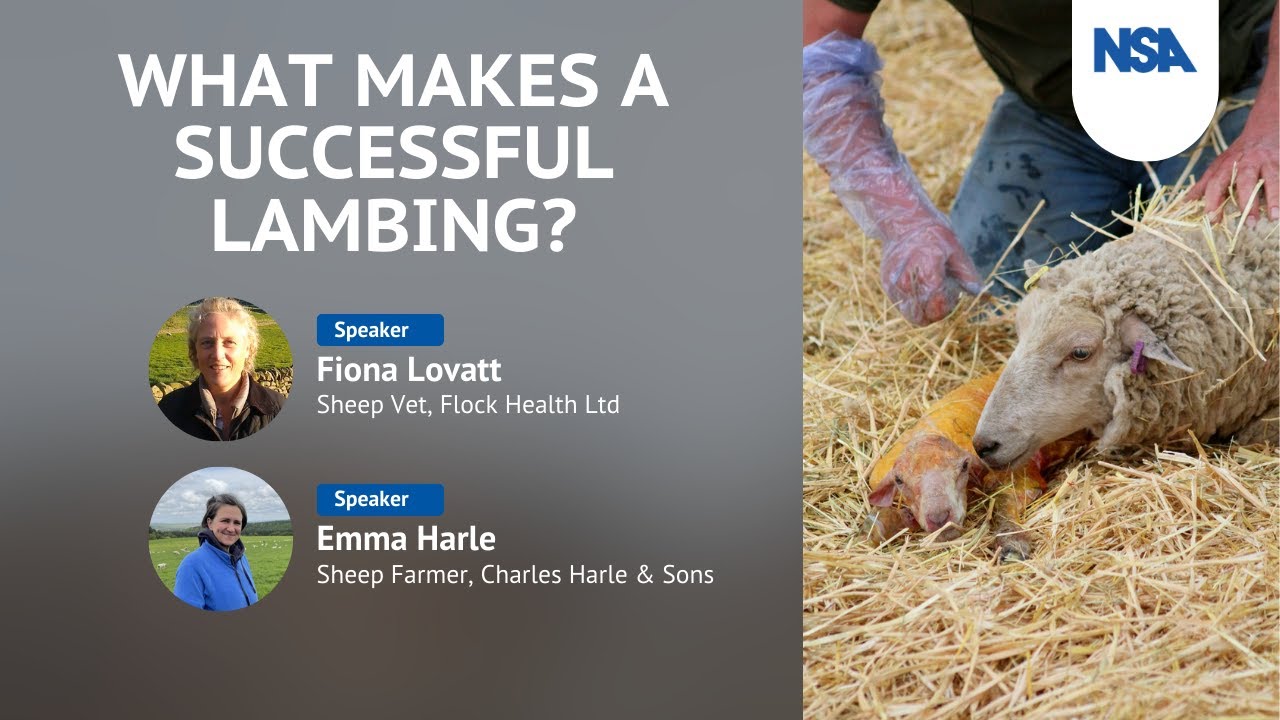 What makes a successful lambing?
