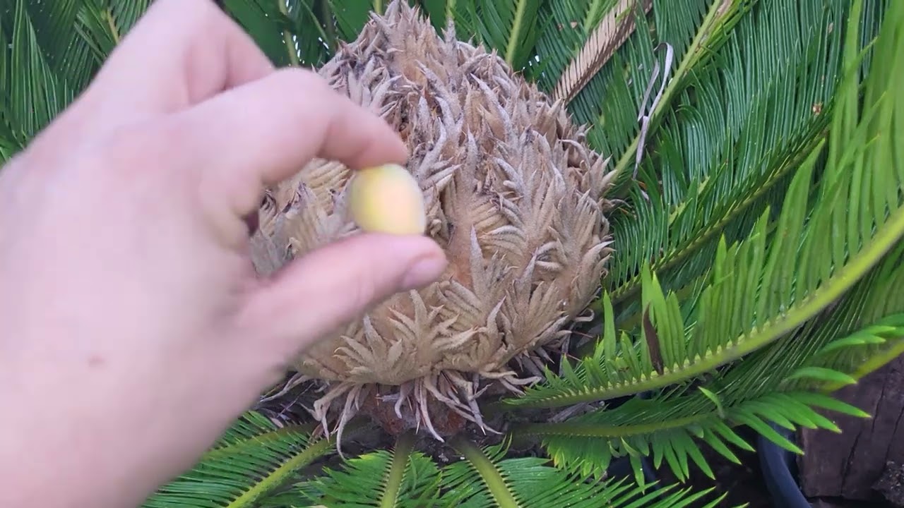 Zimowe szaleństwo. Cycas revoluta. Szklarnia. (Jak zimuje Sagowiec )
