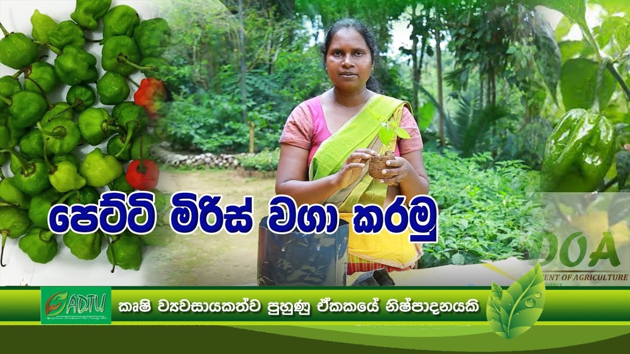 පෙට්ටි මිරිස් වගා කරමු.. #පෙට්ටි මිරිස් #නයි මිරිස්
