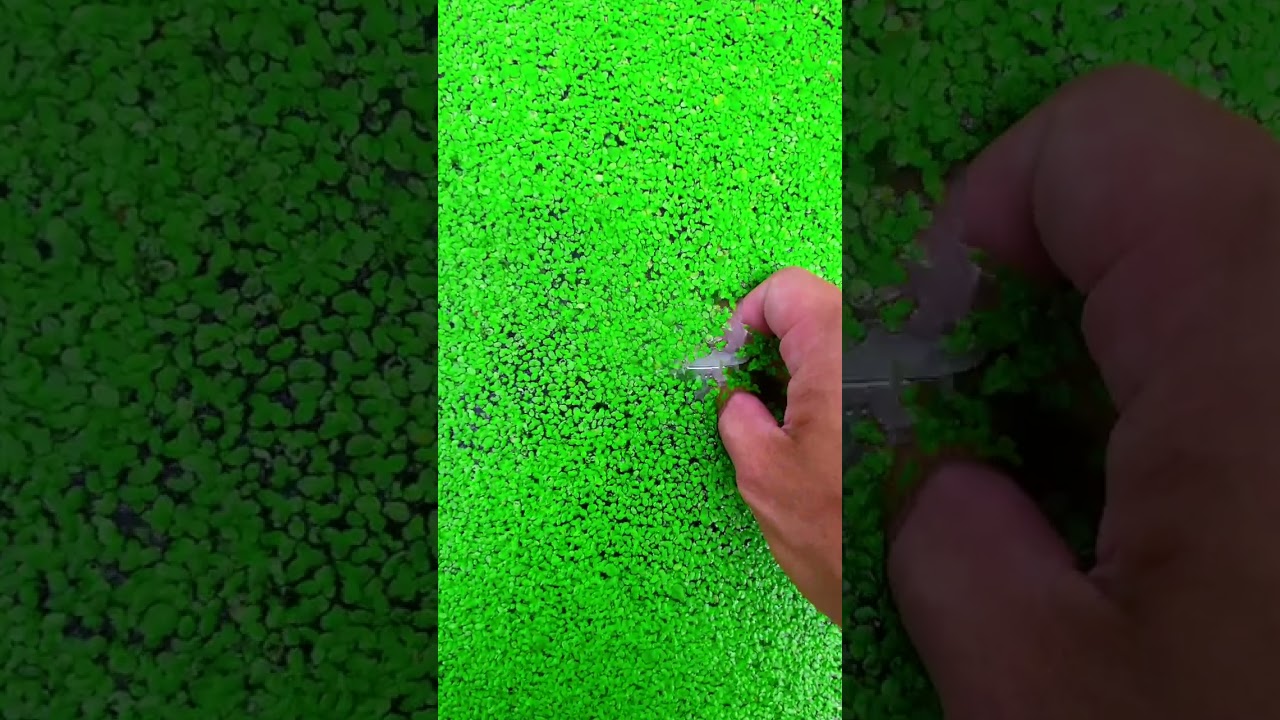 the beauty of nature - You didn't think it was that beautiful #satisfying
