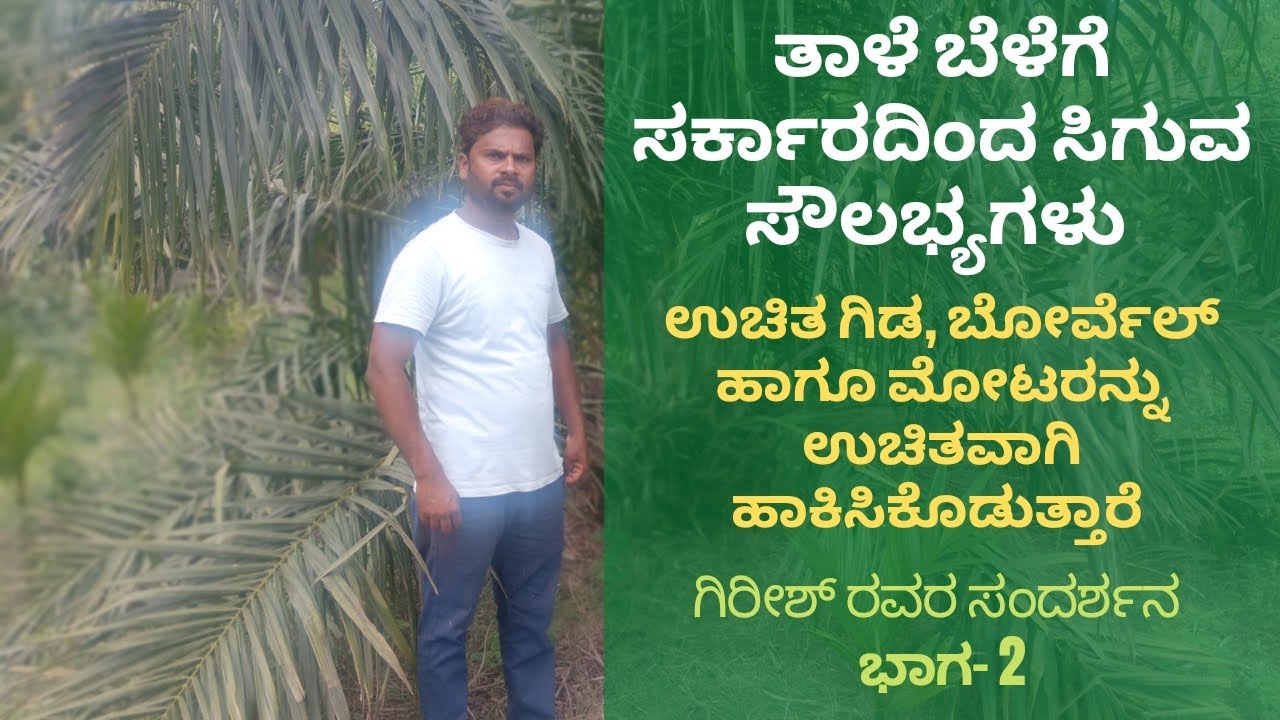 ತಾಳೆ ಬೆಳೆಗೆ ಸಿಗುವ ಸೌಲಭ್ಯಗಳು | Governament Schemes for Palm oil trees #palm_oil #palm_trees #palm