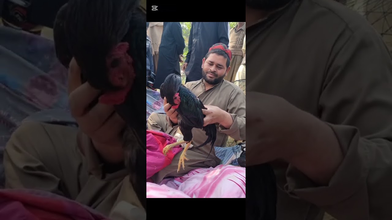 Khannapull Aseel mandi 22/02/2026