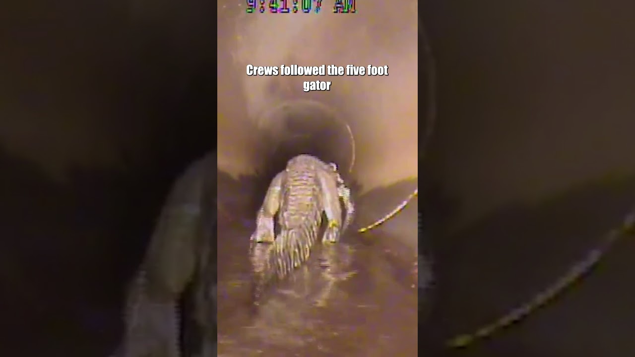 Alligator in Stormwater Pipe: A Dangerous Encounter Caught on Camera