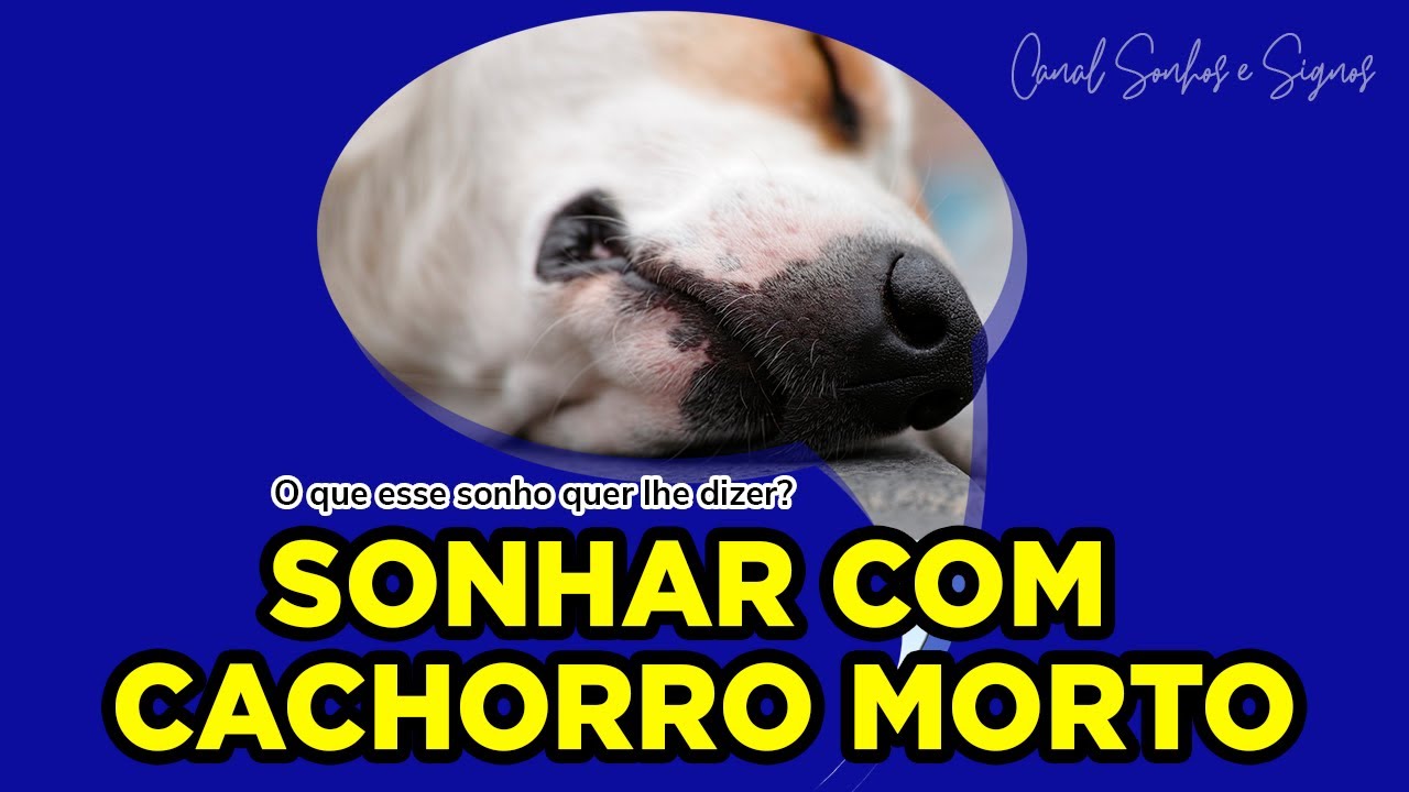Sonhar Com Cachorro Morto