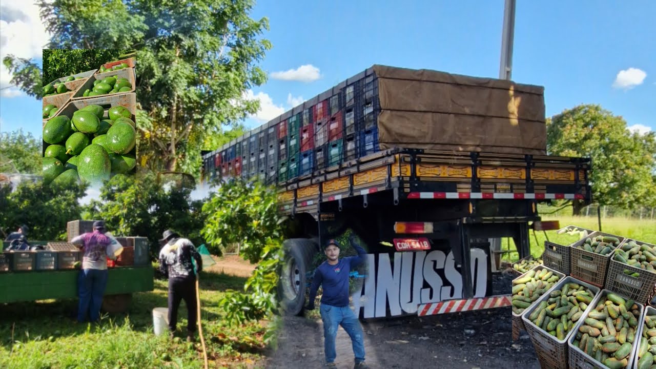 CARREGAMENTO EM SABINO+ SERÁ QUE JA VAI COMEÇAR A SAFRA ?🤔🤔