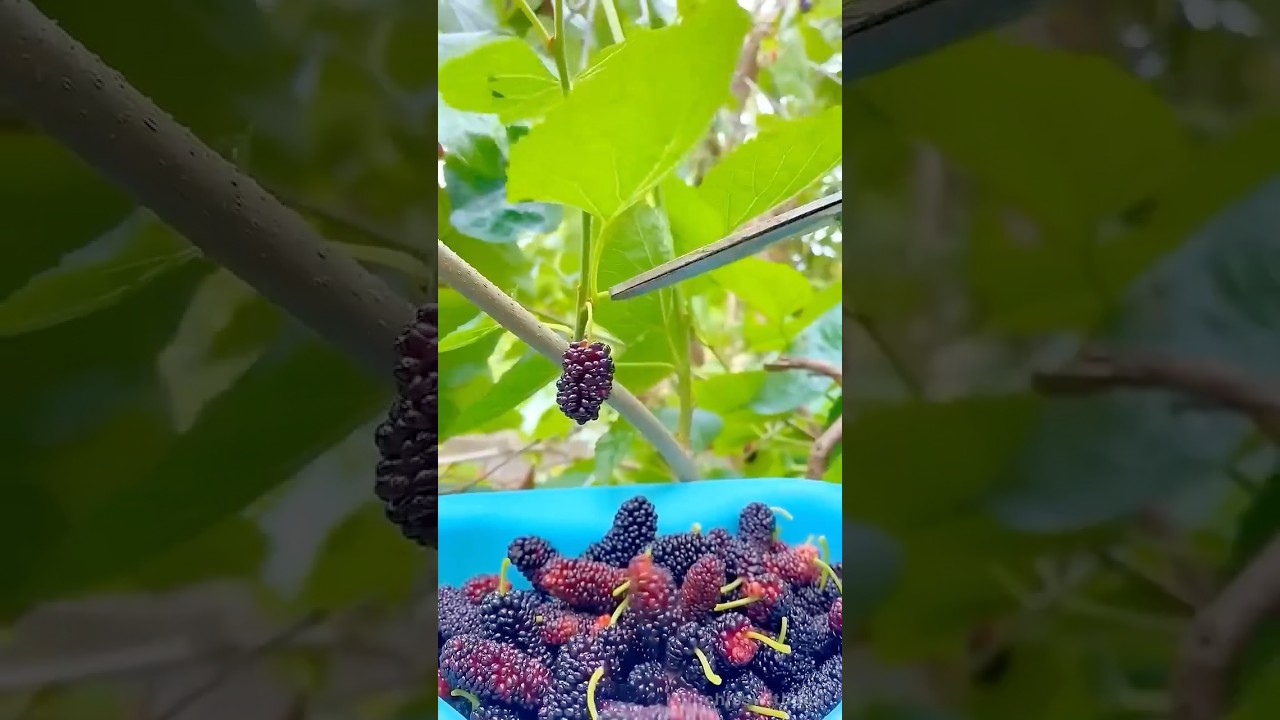 Mulberry Shake or Sahtoot Shake&hellip;.#asmr #shake #healthy