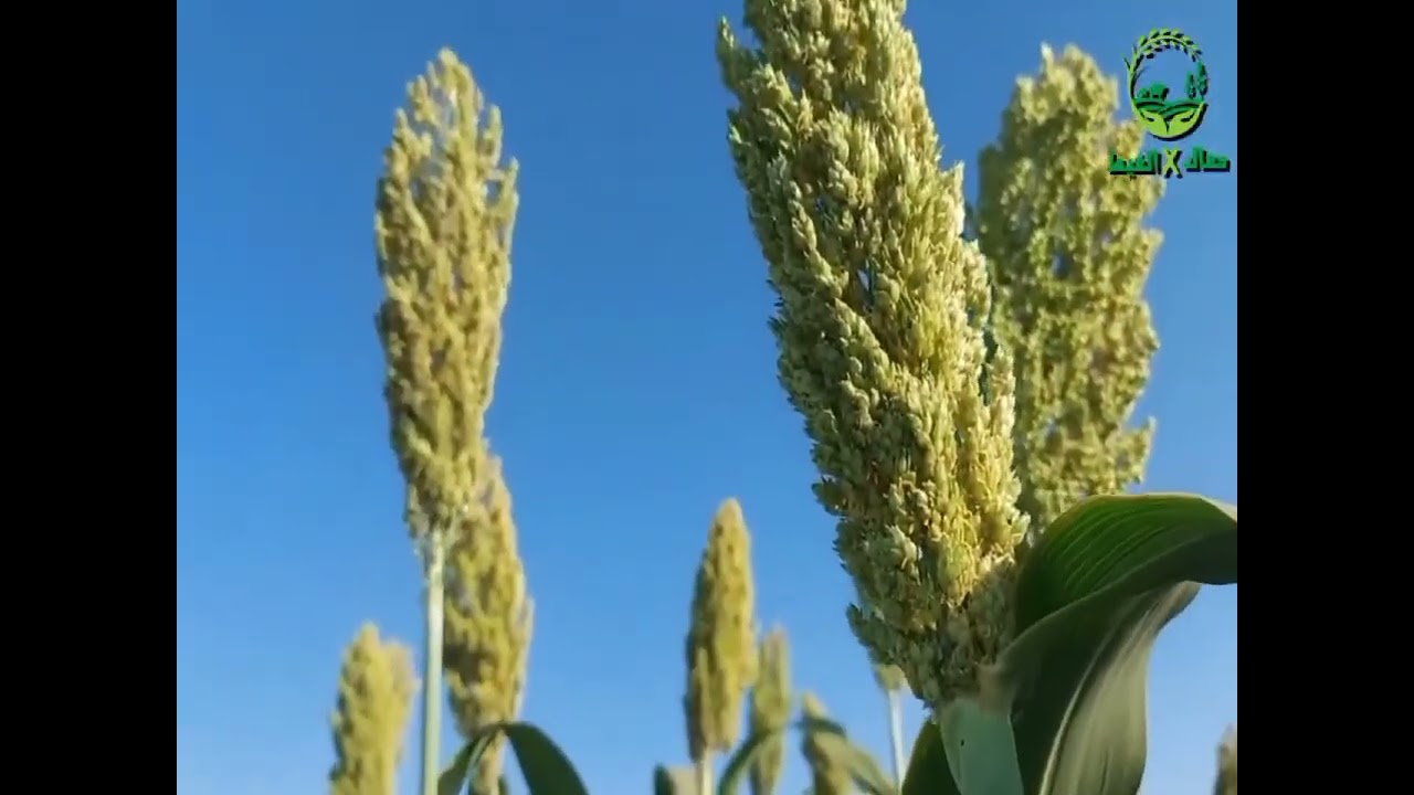 من أرضنا يخرج الخير الذرة الرفيعة السكرية مصدر للعسل والعلف والصناعة