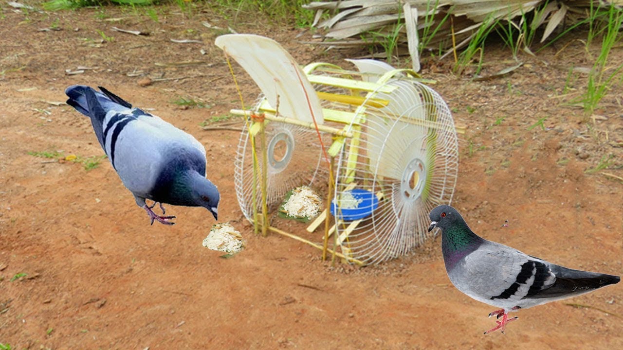 Simple Bird Trap -  using Fan Guard with Plastic That Work 100%