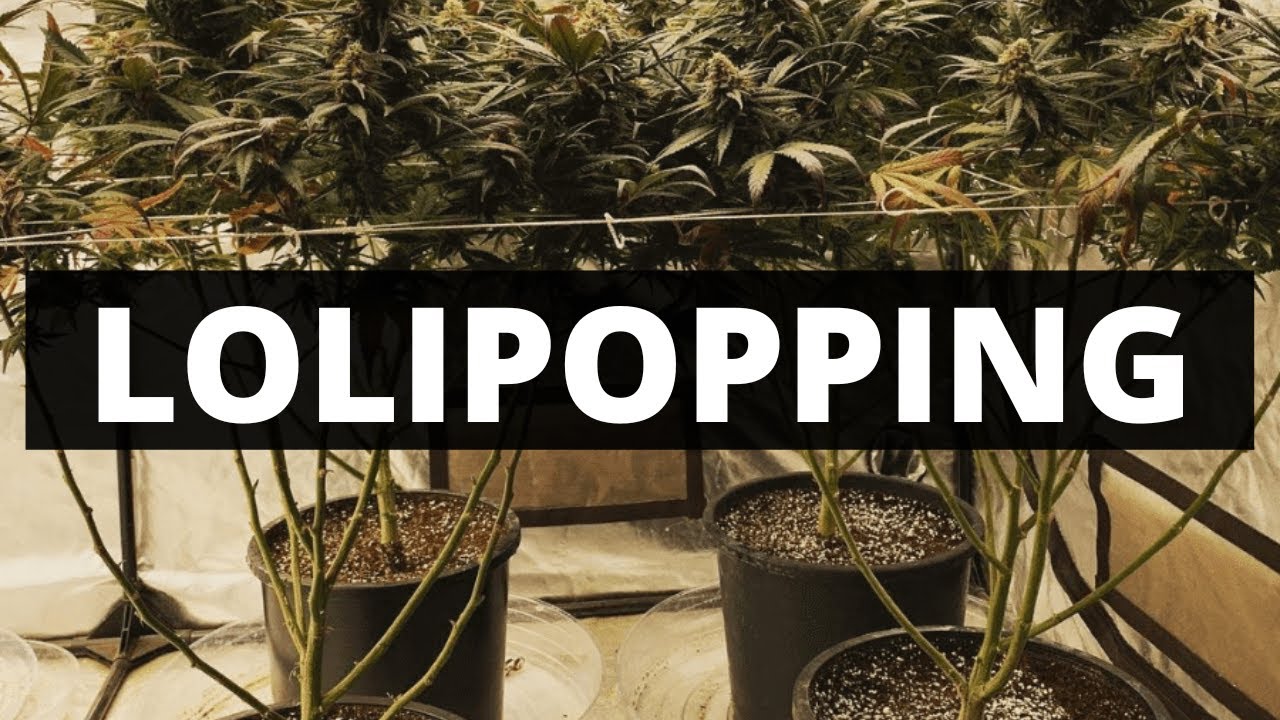 COMO FAZER A TECNICA LOLLIPOPPING E ENGORDAR OS BUDS - CULTIVO INDOOR