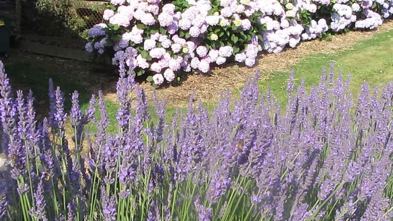 Abeilles piscine lavande g&icirc;tes de Garreau