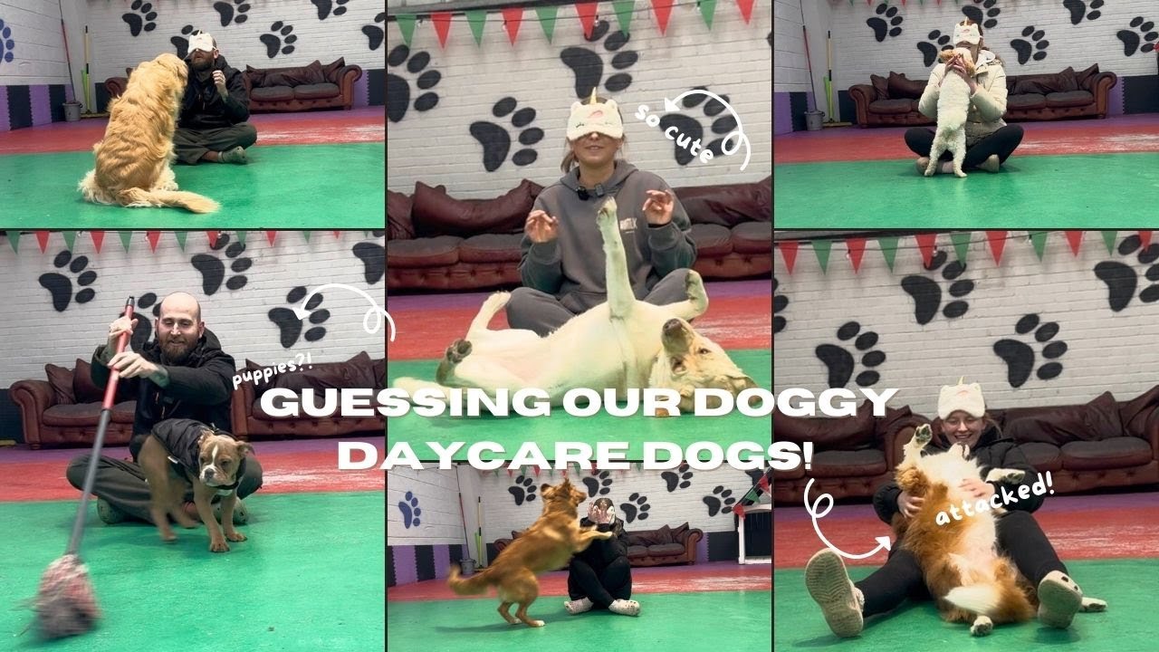 Guessing our doggy daycare dogs!! (New Puppy!!)
