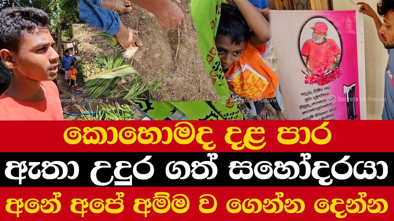 කොහොමද දළ පාර | ඇතා උදුර ගත් සහෝදරයා | පොල් ගොඩේ පැටලිලා තාත්තා වැටුනා