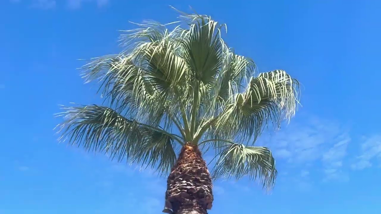 Washingtonia filifera, Hybridization, and Black Diamond Scale