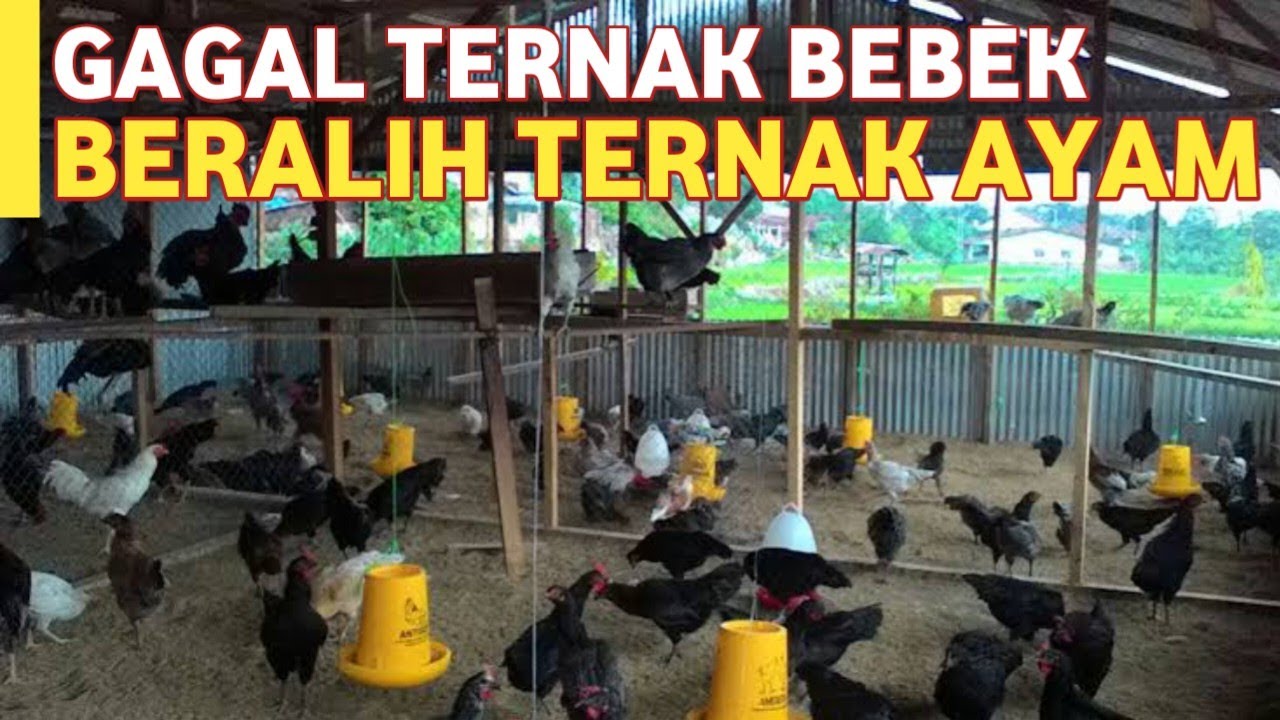 GAGAL Ternak Bebek, Beralih Ternak Ayam Kampung !!
