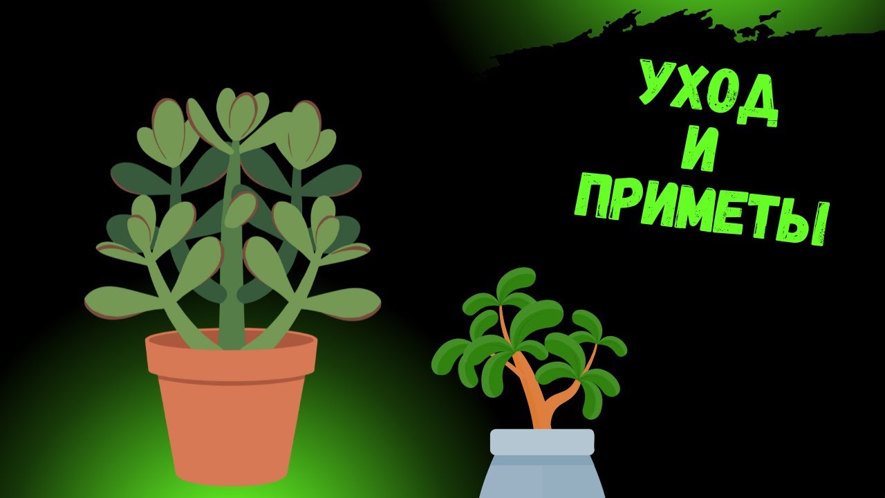 Денежное дерево: приметы и уход, которые реально работают!