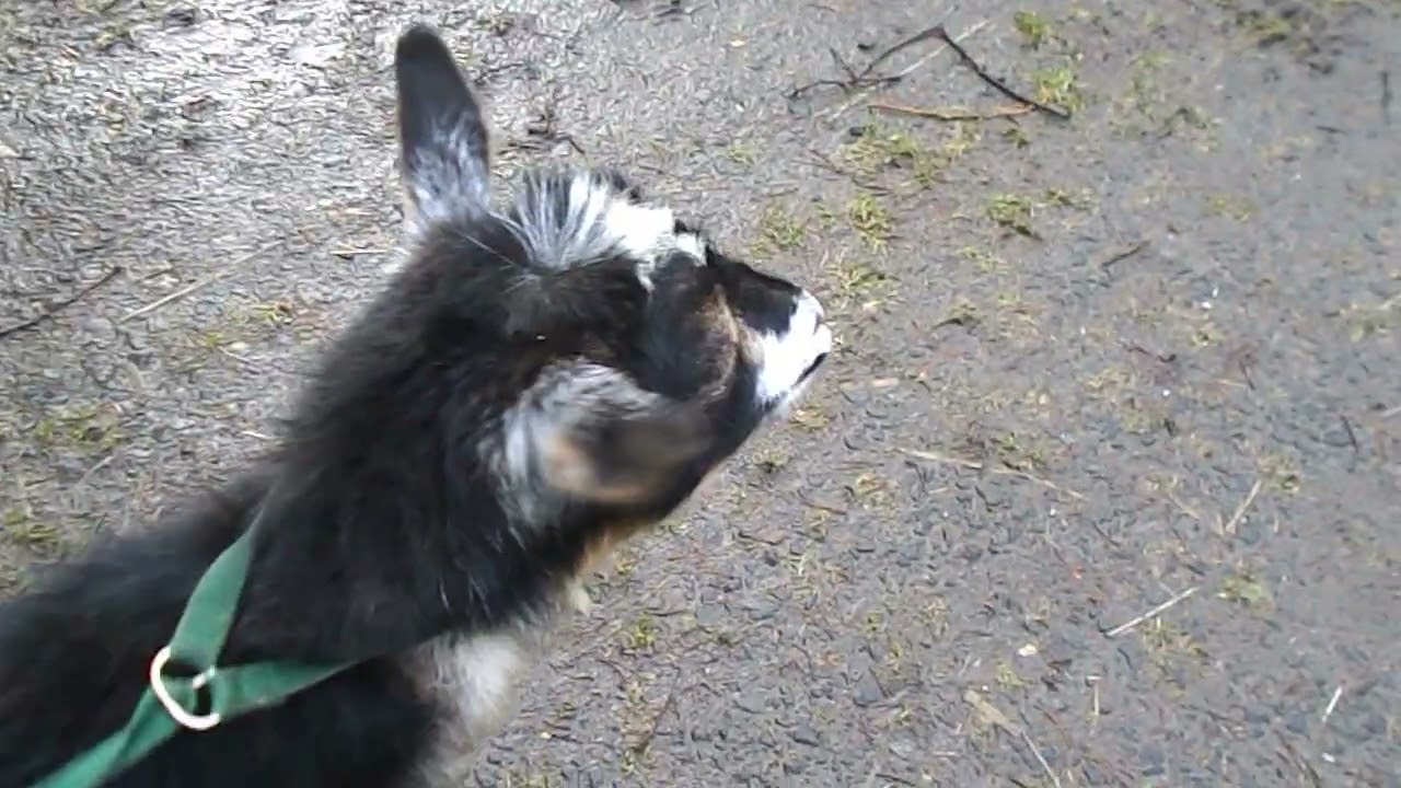 We Are Going to Try Another Goat For Cart Training , He is Learning First Basics