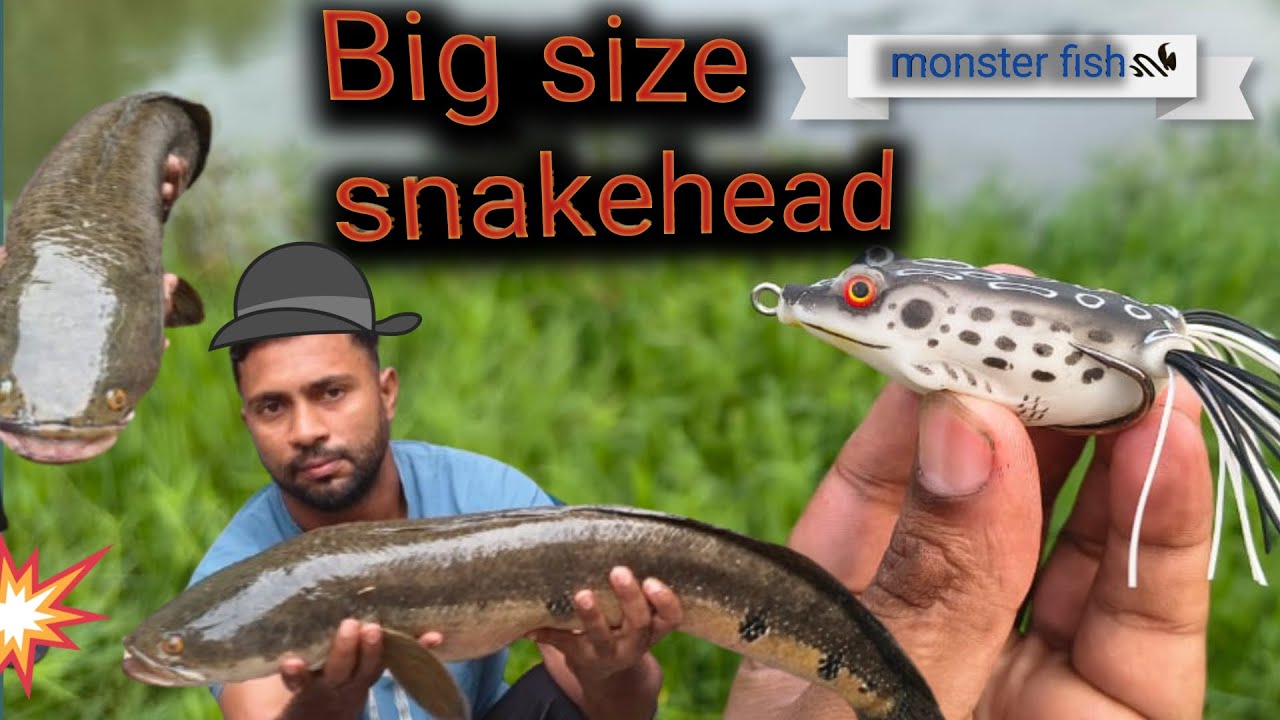 Fishing hunting videos |🐠 Snakehead fishing hunting | multiple snake head attack ❗
