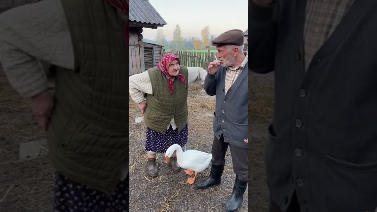 GĘŚ KOPIE DZIADKA? #dziadek #wies #babcia