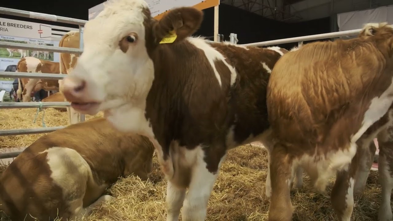 FLECKVIEH AUSTRIA en Silleda, España