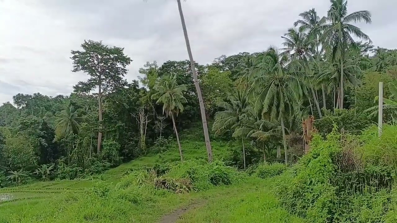 Nature relaxation 