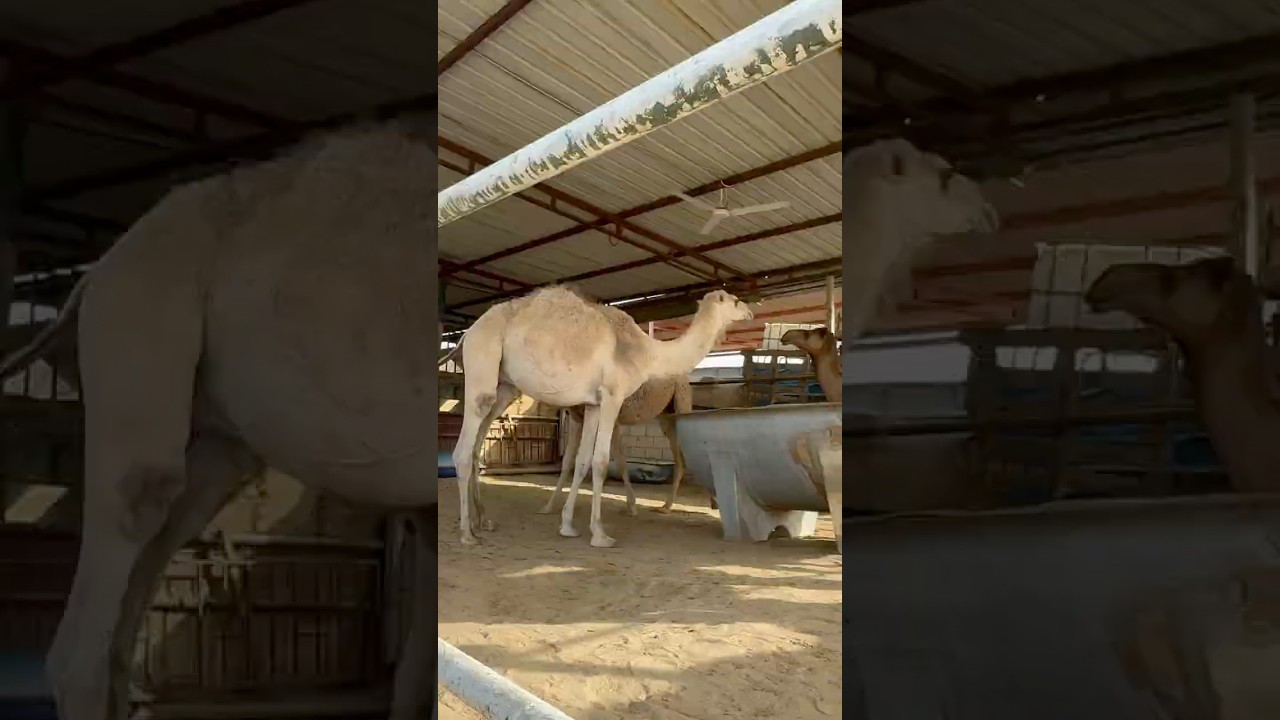 Eid-ul-Adha 2026||Qurbani #foryou #subscribe #yt #viral #goat #bakramandi #minivlog #trending#muslim