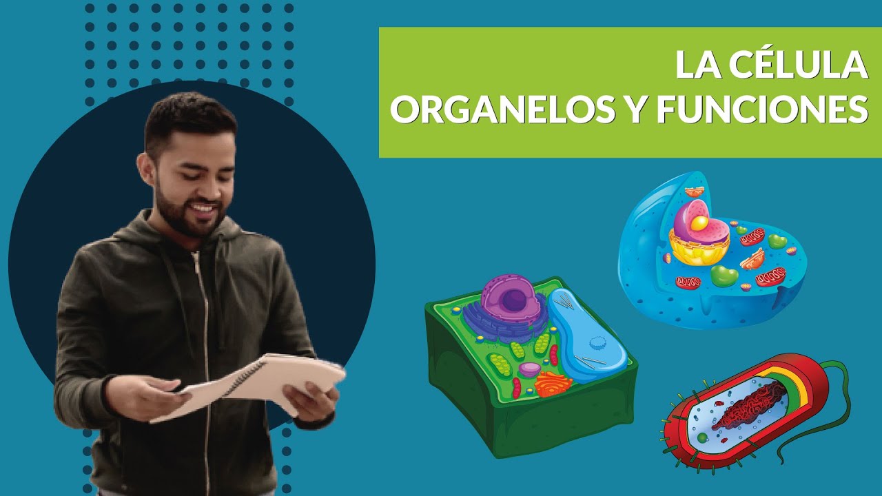 La célula | Partes y funciones (Resumen)