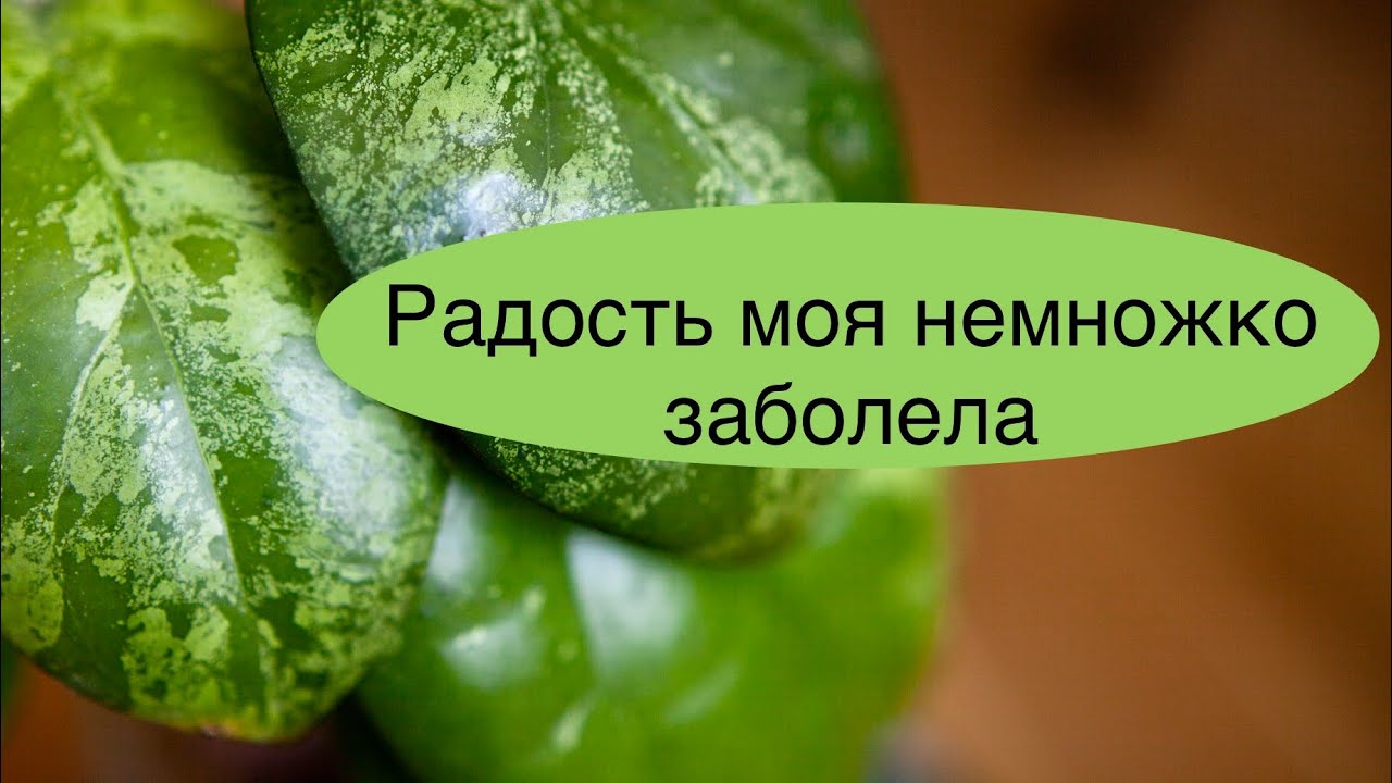 Hoya joy splash немного приболел