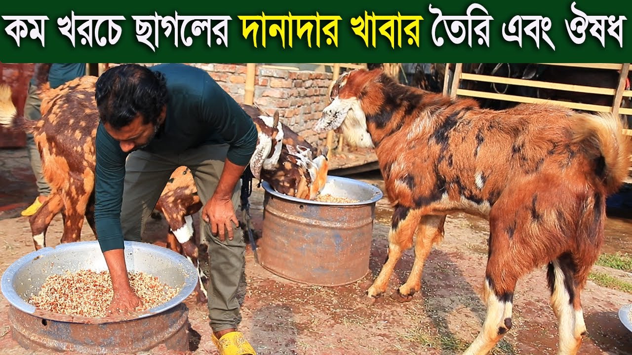 কম খরচে ছাগলের দানাদার খাবার তৈরি এবং প্রয়োজনীয় ঔষধ goat farm