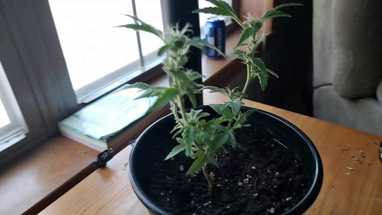 7 Year Old Pot Plant. Worlds Oldest Cannabis Flower