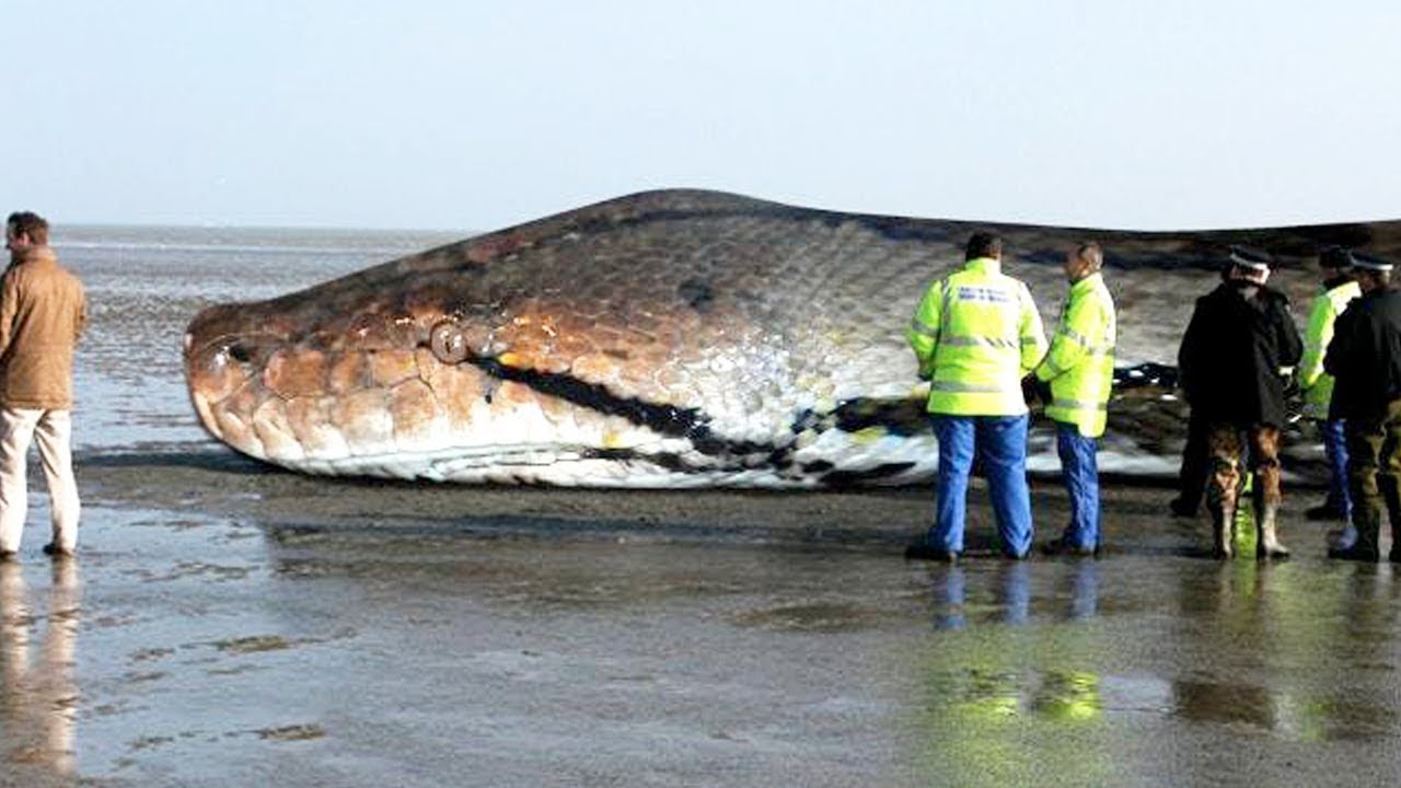 The BIGGEST SNAKE Ever !  TITANOBOA
