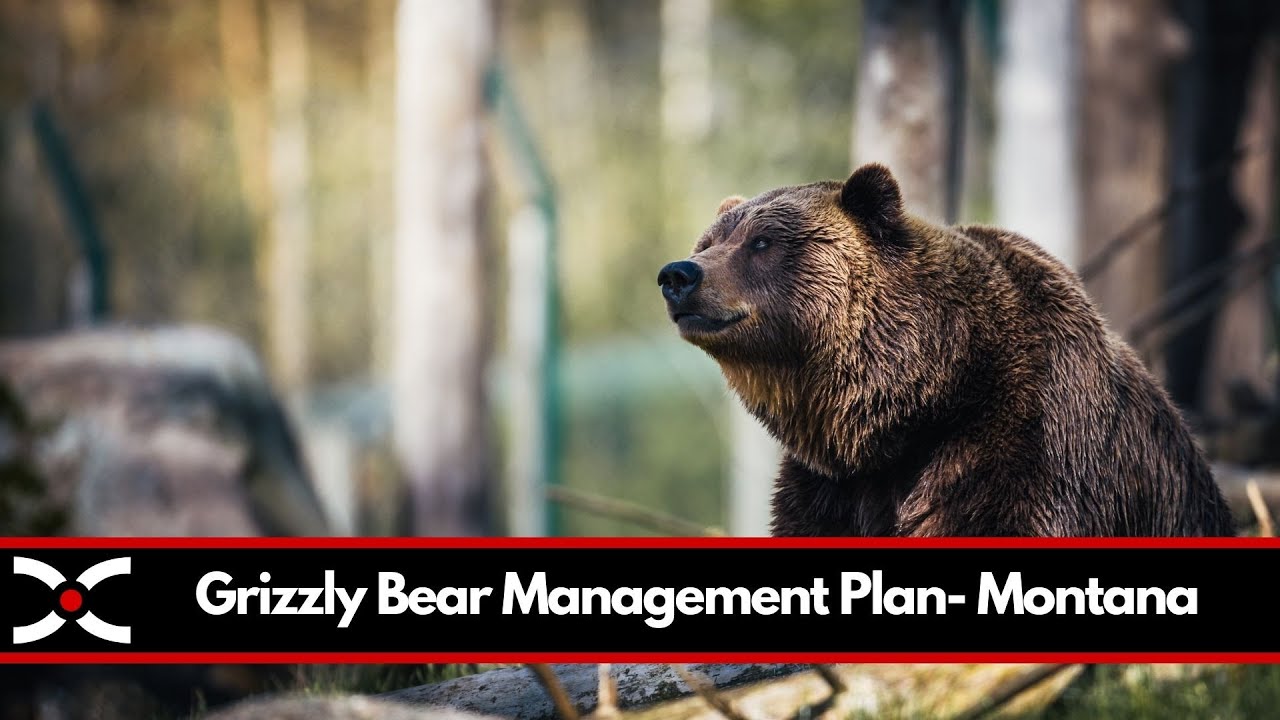 Montana Grizzly Bear Management Plan Explanation