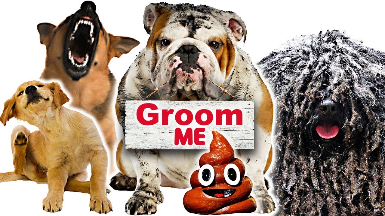 DOG GROOMING COST and EXTRA CHARGES YOU can expect to PAY