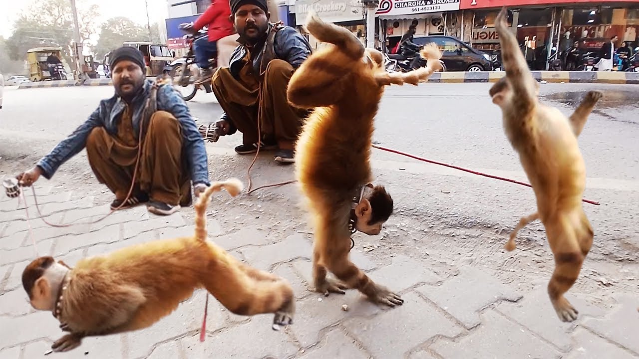 Funny Talented Monkey Showing Her Talented | Fun With Monkey and  Funny Video