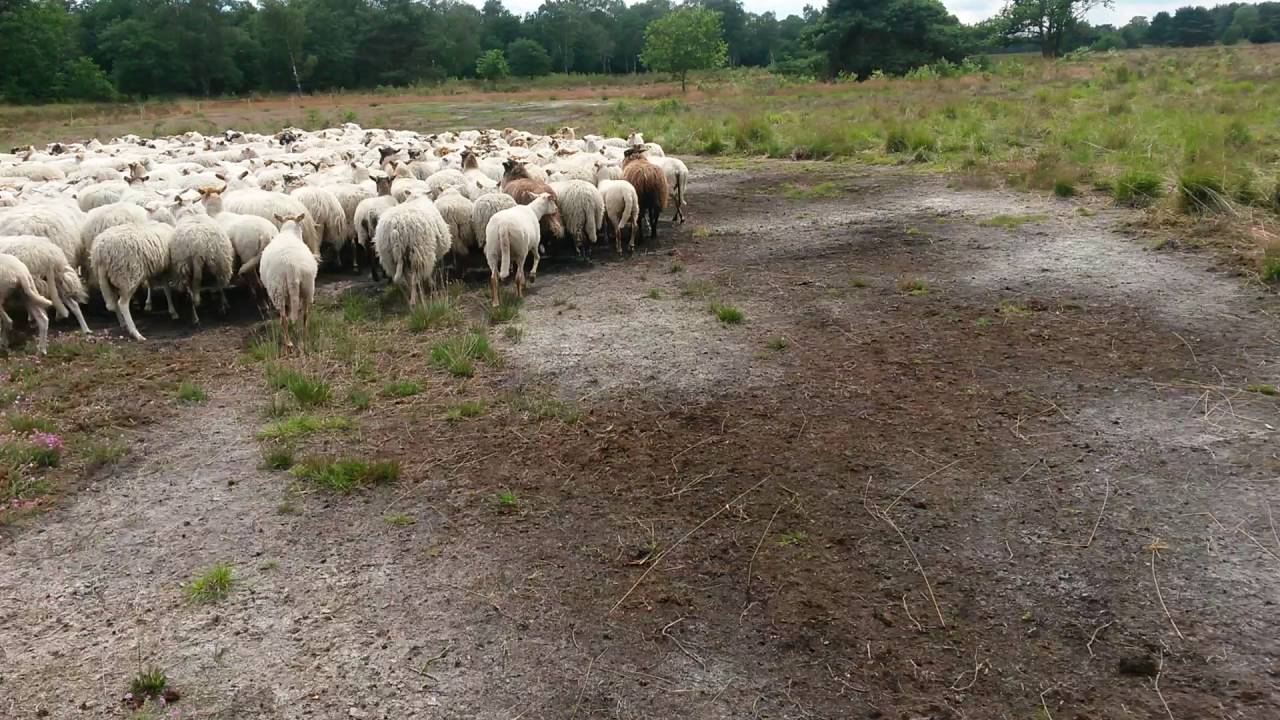 Schapen drijven met border collie