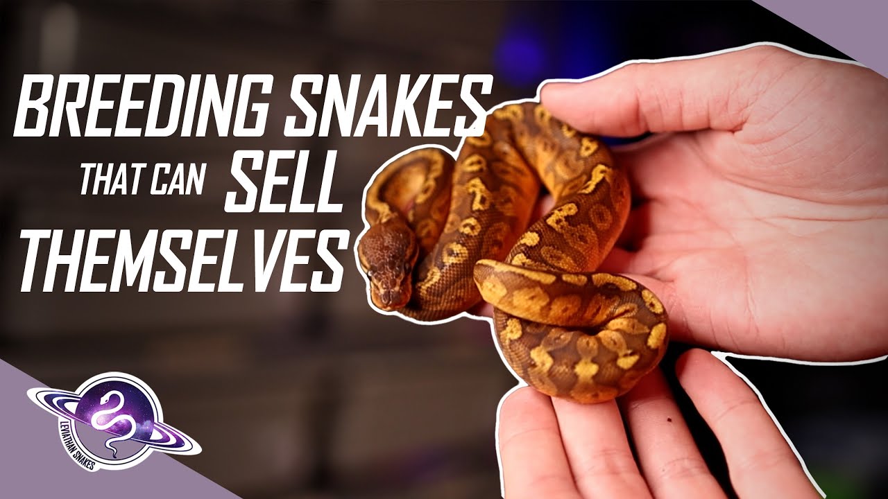 Breeding Snakes That SELL THEMSELVES | #ballpython #snake #reptiles