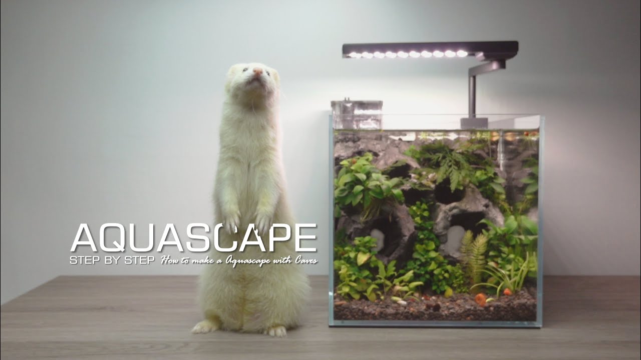 Caves Aquascape l Galaxy Rasbora