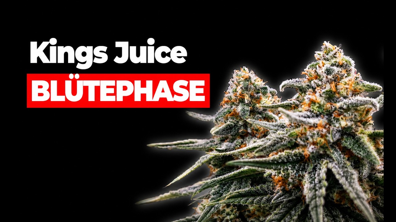 Samen bis zur Ernte - Kings Juice in Living Soil ; Teil 2 Blütephase mit 125W organischer Anbau