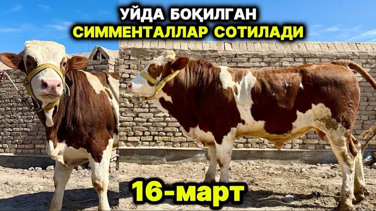 УЙДА БОҚИЛГАН СОҒЛОМ СИММЕНТАЛЛАР СОТИЛАДИ Шовот 16-марта 2026 г.