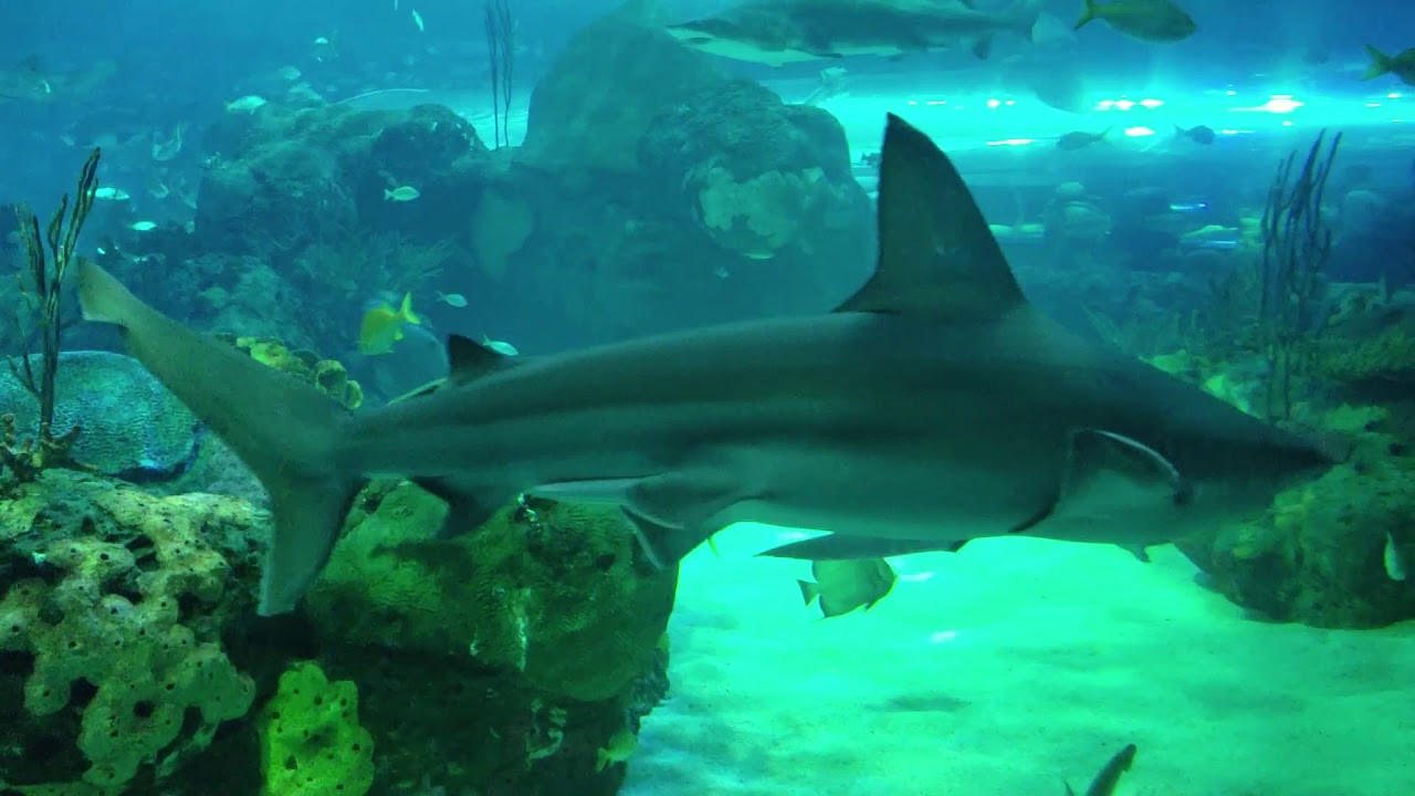 A night at the Ripley's Aquarium of Canada with relaxing music