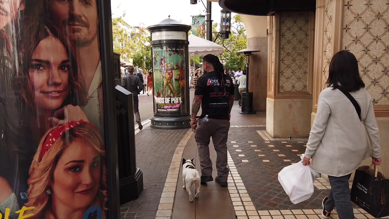 French Bulldog Training | Lola | Los Angeles, CA